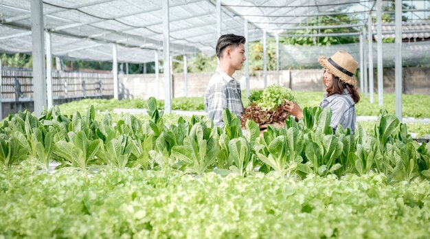 Ensalada de verduras, agricultor cosechando lechuga orgánica de granja hidropónica para clientes