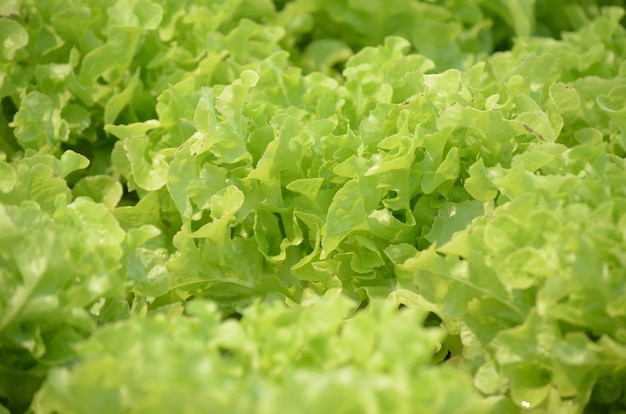 Ensalada de verduras para comida saludable en la granja