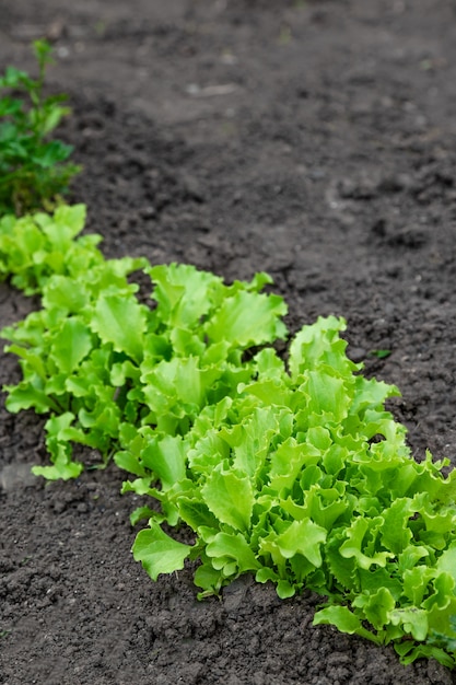 Ensaladas de lechuga en un huerto