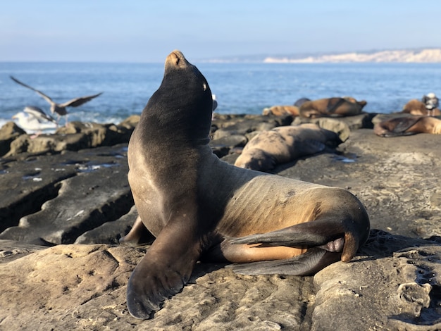 ensenada de la jolla