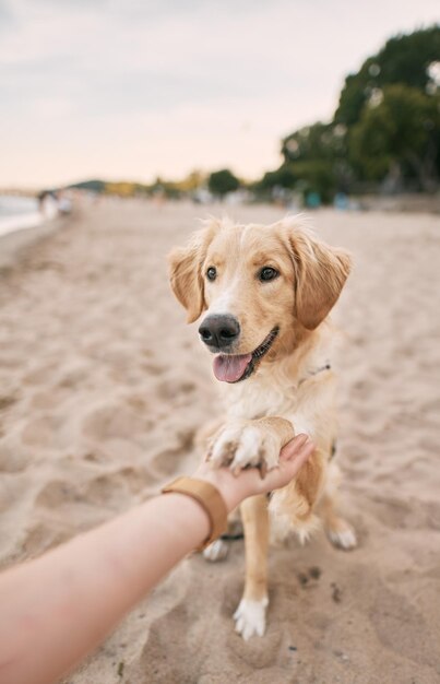 Ensinar golden retriever durante as férias de verão Dando comida ao animal