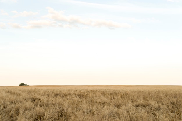 Foto ensolarado paisagem de um campo de trigo