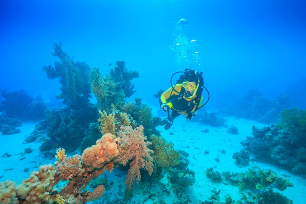 Entdeckung der Schönheit der Unterwasserwelt Rotes Meer