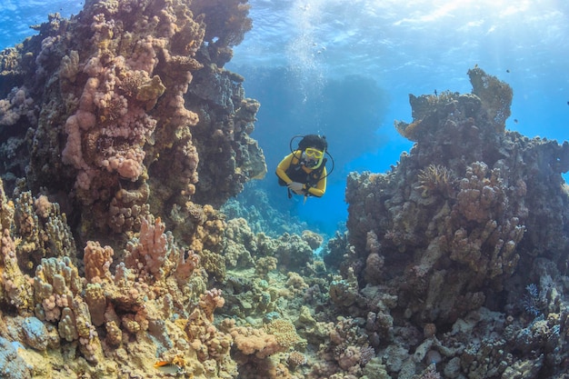 Entdeckung der Schönheit der Unterwasserwelt Rotes Meer