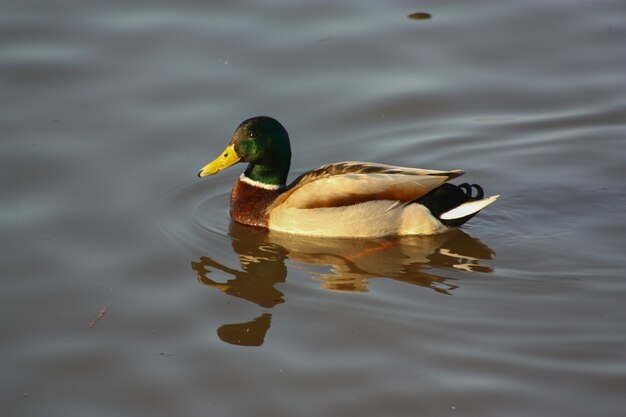 Ente am Fluss