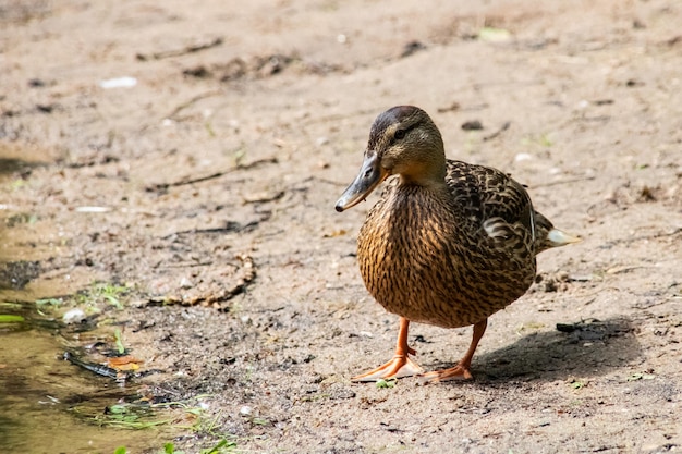 Ente am sandigen Flussufer aus nächster Nähe