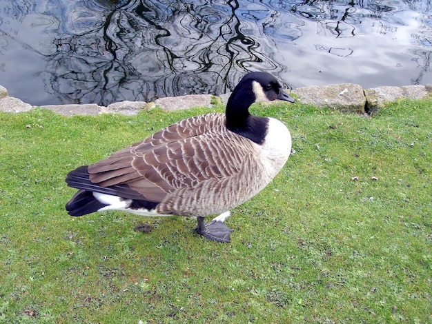 Ente am Teich