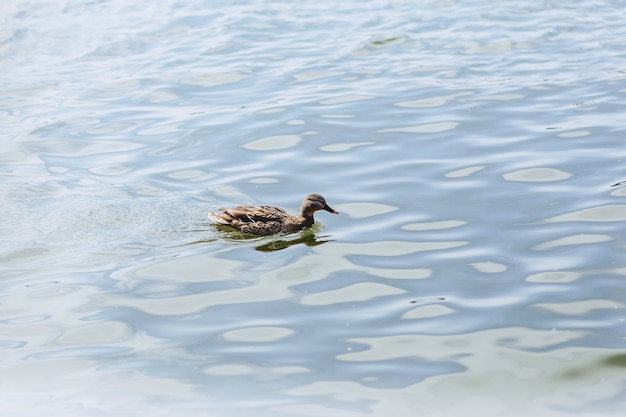 Ente auf blauem Wasser am schönen sonnigen Tag