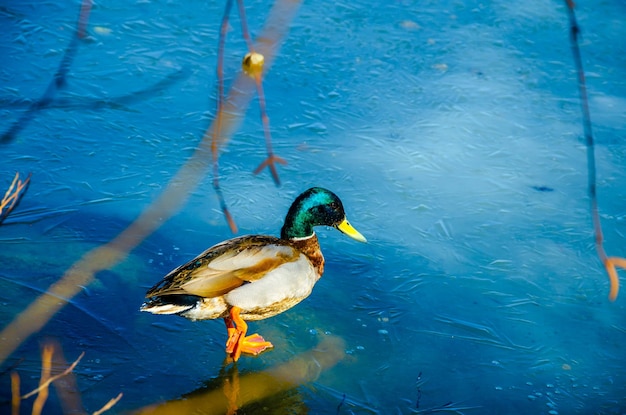 Ente auf dem dünnen Eis eines zugefrorenen Sees.