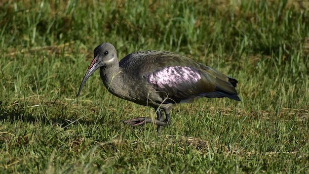 Foto ente auf dem feld