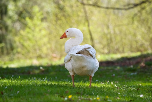 Ente auf dem Feld
