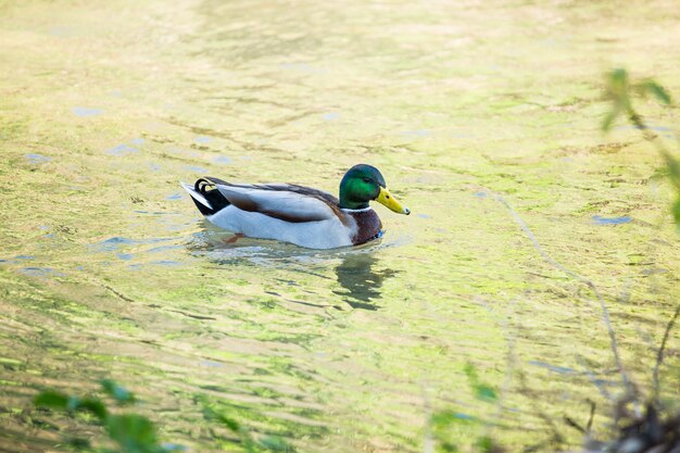 Ente auf dem Fluss