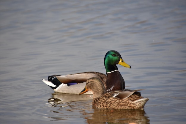 Ente auf dem See