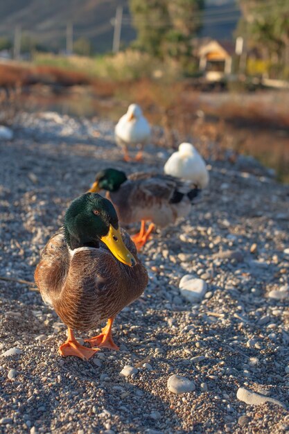 Ente auf dem See