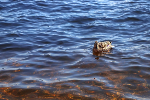 Ente auf dem Wasser an sonnigen Tagen