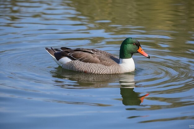 Ente auf dem Wasser