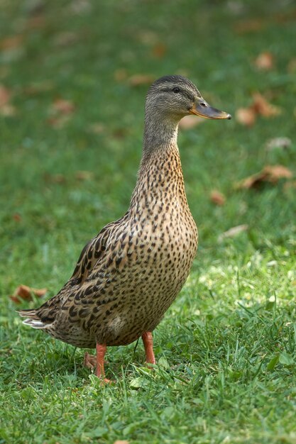 Foto ente auf der wiese