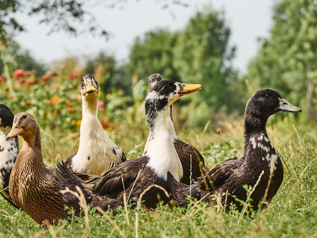 Ente auf einem Bauernhof