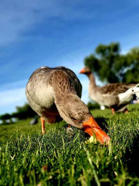 Foto ente auf einem feld