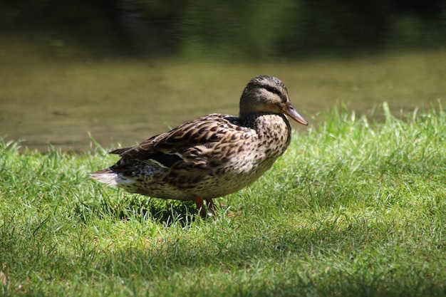 Ente auf einem Feld