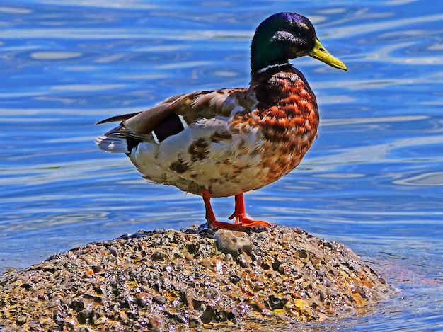 Foto ente auf einem felsen am seeufer