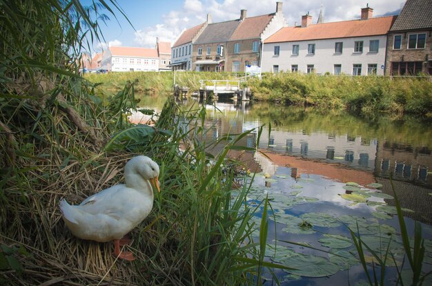 Foto ente auf einem kanal