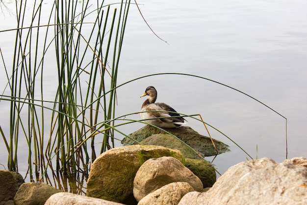 Ente auf einem Stein Wildente in der Nähe des Teiches