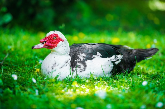 Ente auf einer grünen Wiese