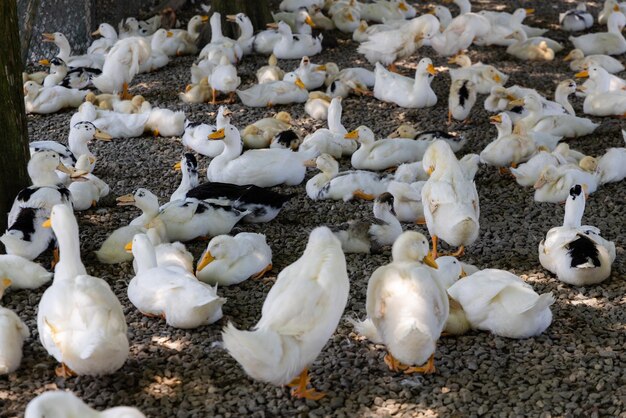 Ente auf einer lokalen Farm in Taiwan