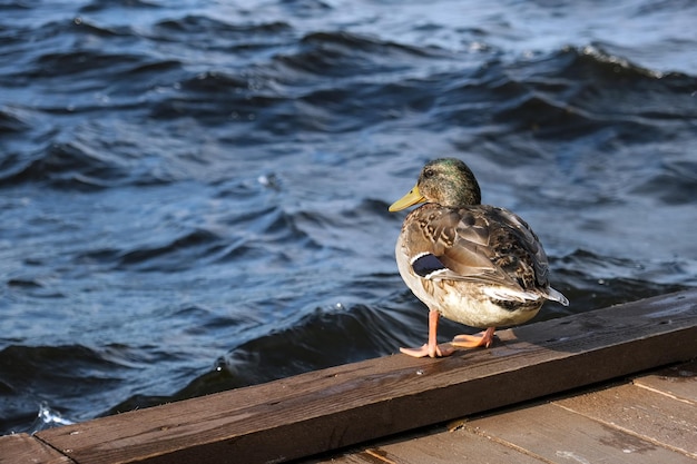 Ente auf Holzsteg am See Nahaufnahme