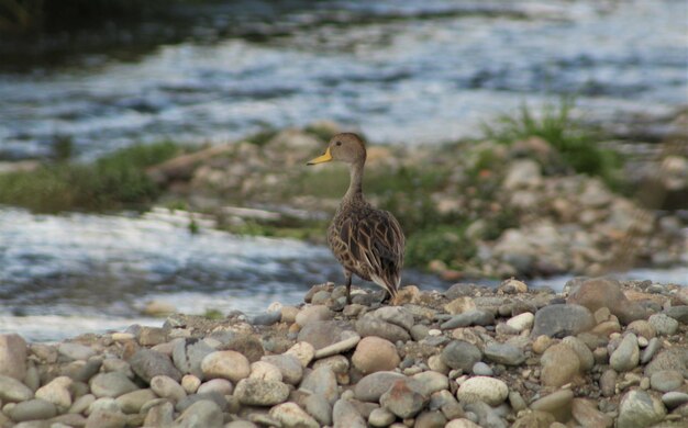 Foto ente auf kieselsteinen im see