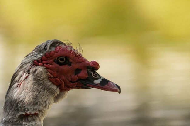 Foto ente beobachten den see