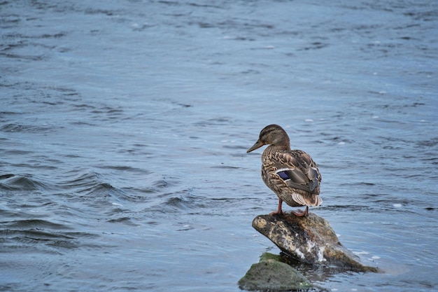 Ente, die im Fluss steht, macht sich fertig zum Schwimmen