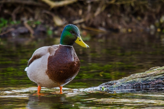 Ente, die im Nebenfluss steht