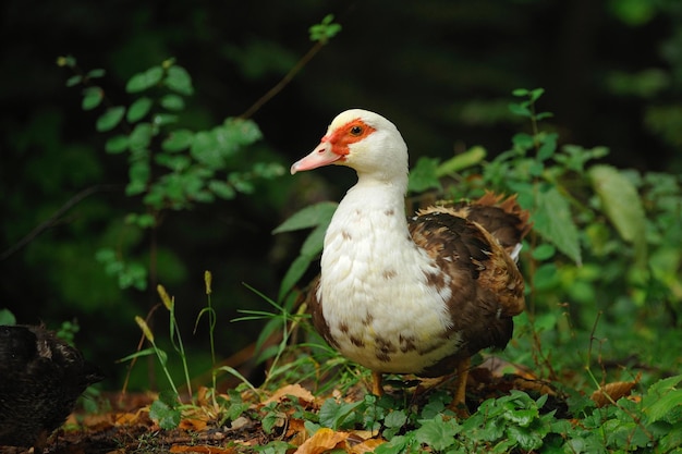 Ente grasen auf einer Wiese Mallard Duck Walking in a Green Field