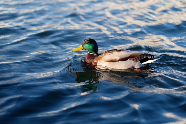 Ente im blauen Wasser