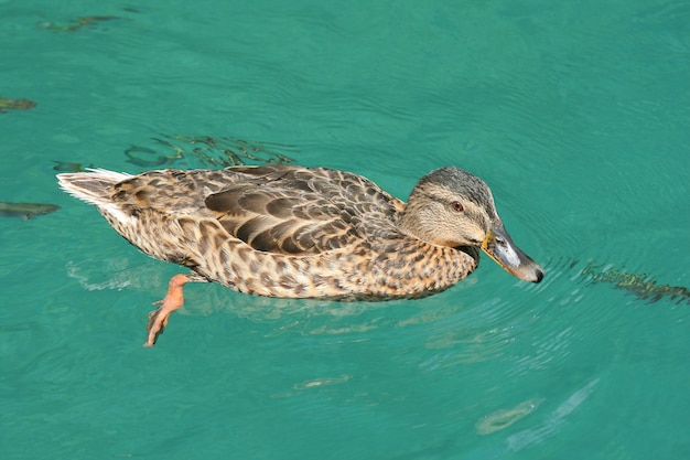 Ente im Teich schwimmen