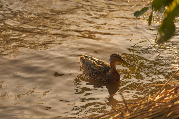 Ente im Wasser in den Strahlen der untergehenden Sonne.