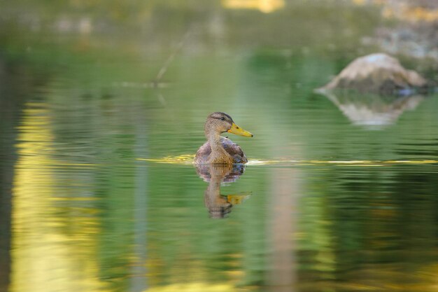 Ente im Wasser in grüner Natur