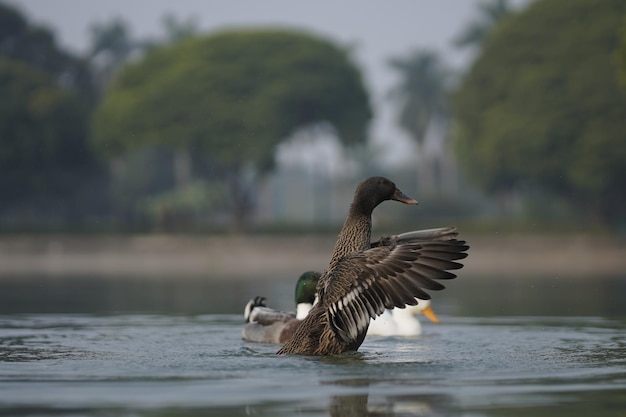 Foto ente im wasser