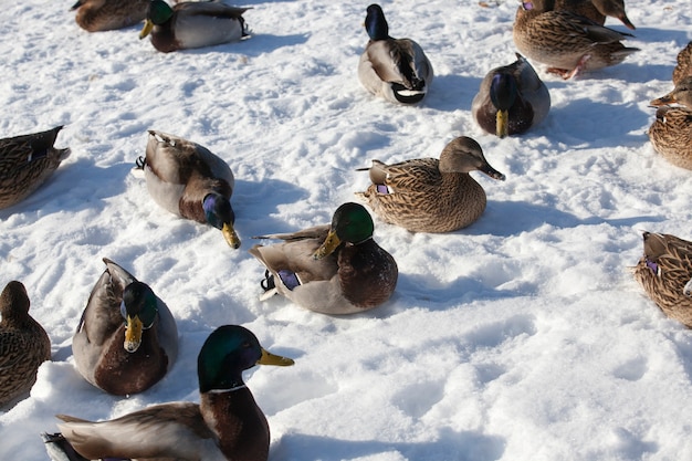 Ente im Winter