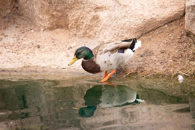 Foto ente in einem see