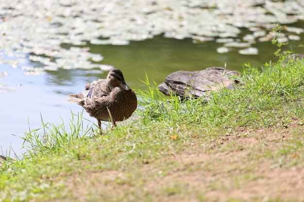 Foto ente in einem see