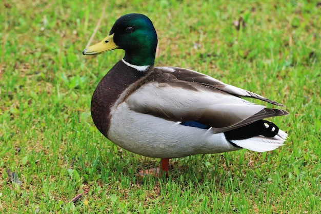 Ente männliche Nahaufnahme auf dem Hintergrund des grünen Grases der Wiese