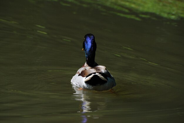 Ente mit blauem Kopf in einem Teich von hinten