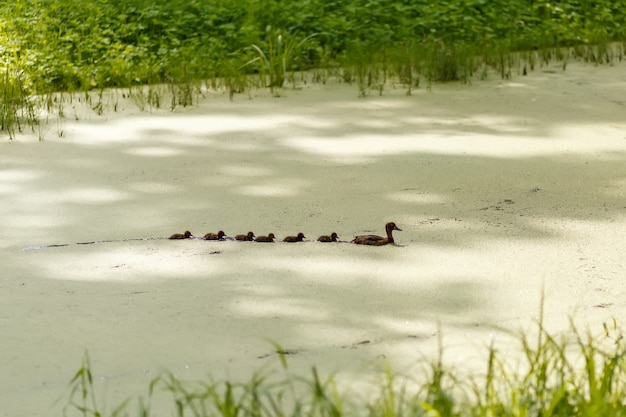 Ente mit Entenküken im Alexanderpark