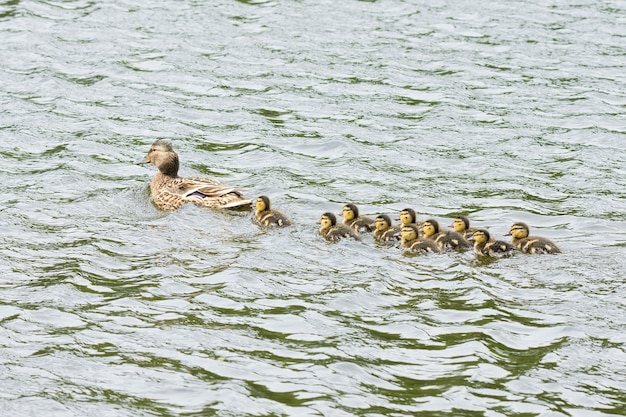 Foto ente mit entlein im teich