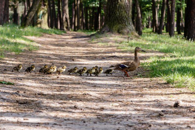 Ente mit Küken bewegt sich zum Teich