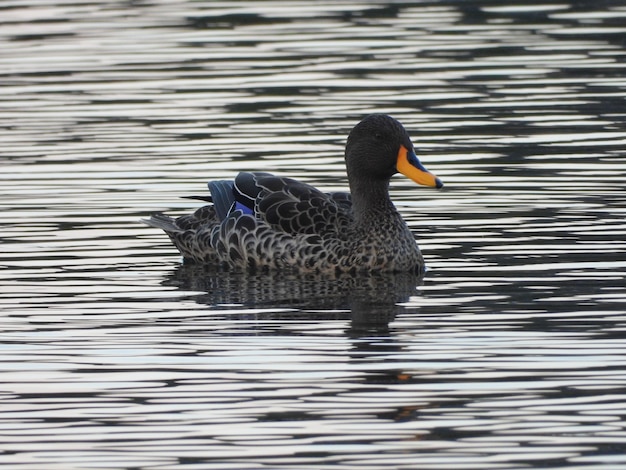 Ente mit orangefarbenem und schwarzem Schnabel