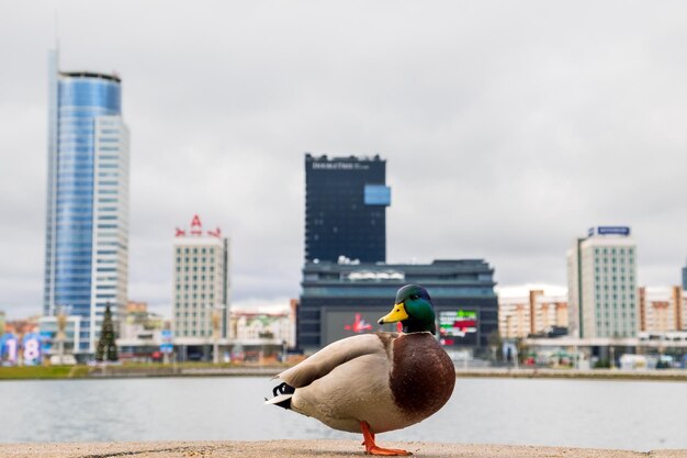 Ente posiert am Ufer des Flusses Svisloch im Hintergrund DoubleTree by Hilton Hotel